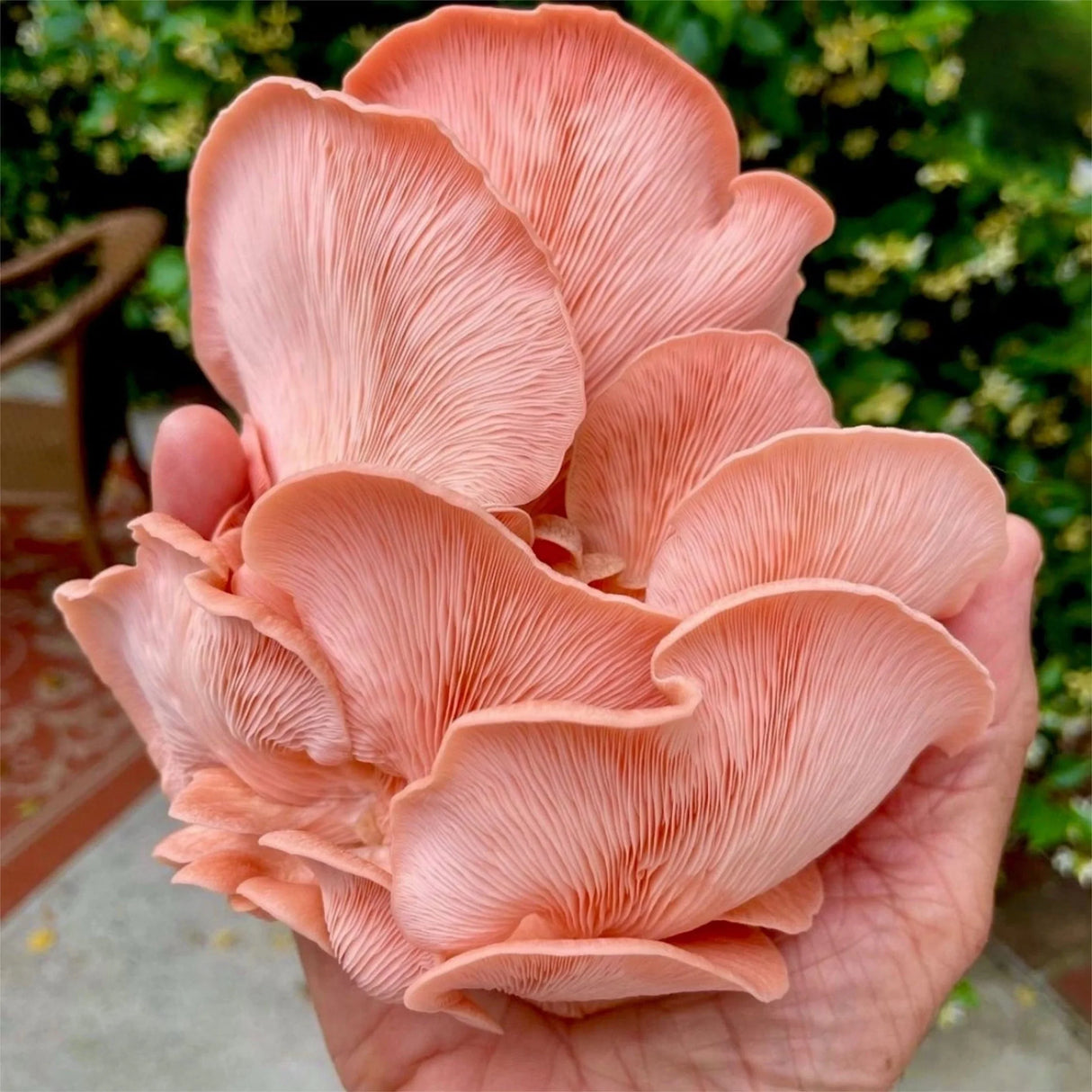 Pink Oyster 'Plant & Grow' Mushroom Starter Block