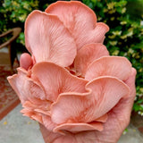 Pink Oyster 'Plant & Grow' Mushroom Starter Block