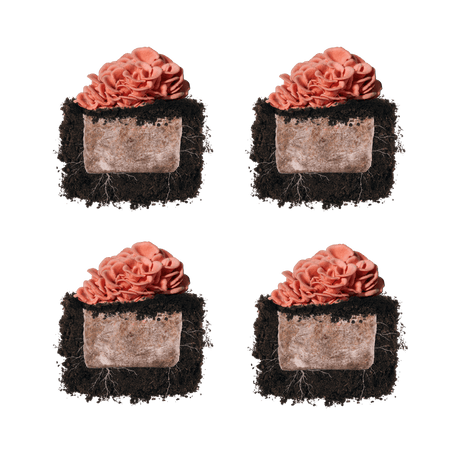 Pink Oyster 'Plant & Grow' Mushroom Starter Block