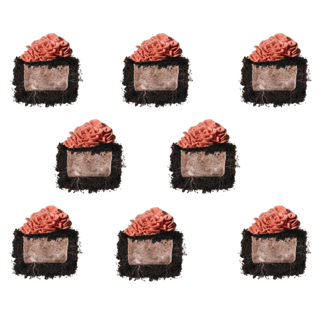 Pink Oyster 'Plant & Grow' Mushroom Starter Block