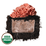 Pink Oyster 'Plant & Grow' Mushroom Starter Block