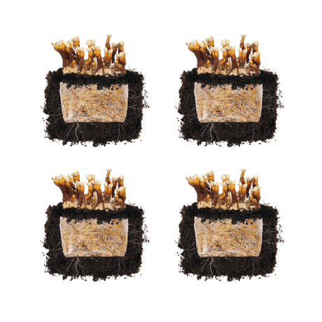 Reishi 'Plant & Grow' Mushroom Starter Block