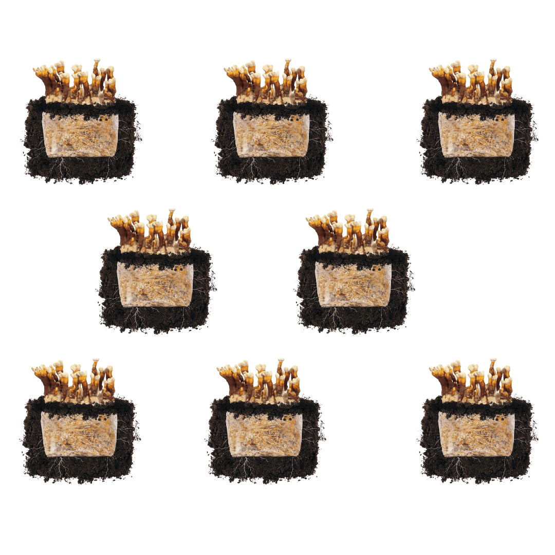 Reishi 'Plant & Grow' Mushroom Starter Block