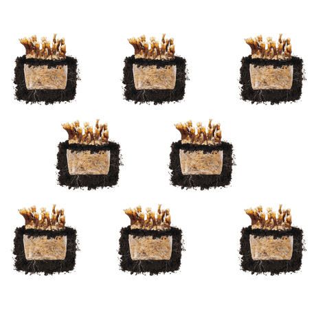 Reishi 'Plant & Grow' Mushroom Starter Block