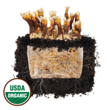 Reishi 'Plant & Grow' Mushroom Starter Block