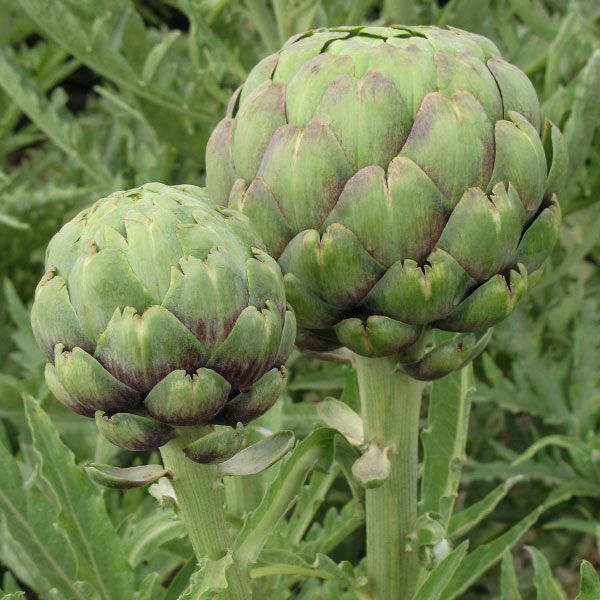 Tavor Artichoke