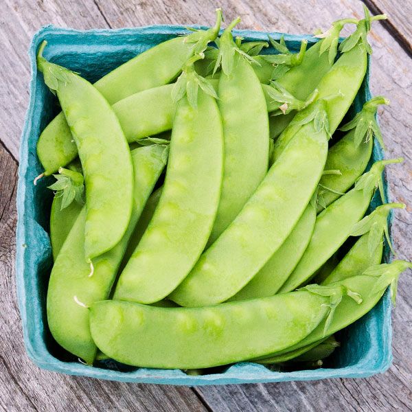 Oregon Sugar Pod Snow Pea