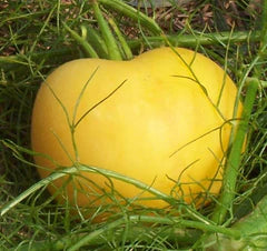 Garden Peach Tomato