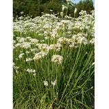 Organic Chives, Garlic