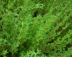 German Winter Thyme