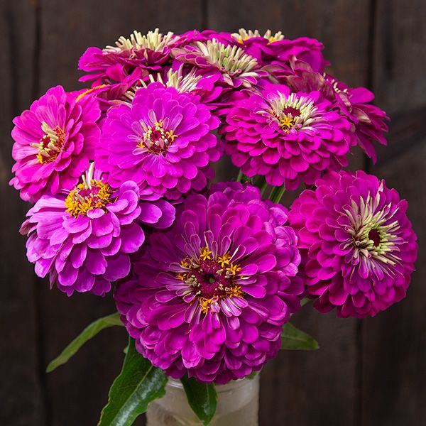 Giant Purple Zinnia