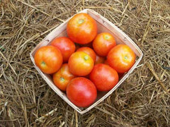 Glacier Tomato