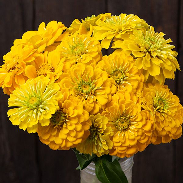 Golden Yellow Zinnia