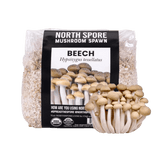 Organic Beech Mushroom Grain Spawn
