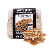 Organic Chestnut Mushroom Grain Spawn