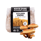 Organic Golden Enoki Mushroom Grain Spawn