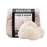 Organic Lion's Mane Mushroom Grain Spawn