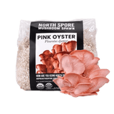 Organic Pink Oyster Mushroom Grain Spawn