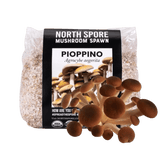 Organic Pioppino Mushroom Grain Spawn