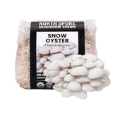 Organic Snow Oyster Mushroom Grain Spawn