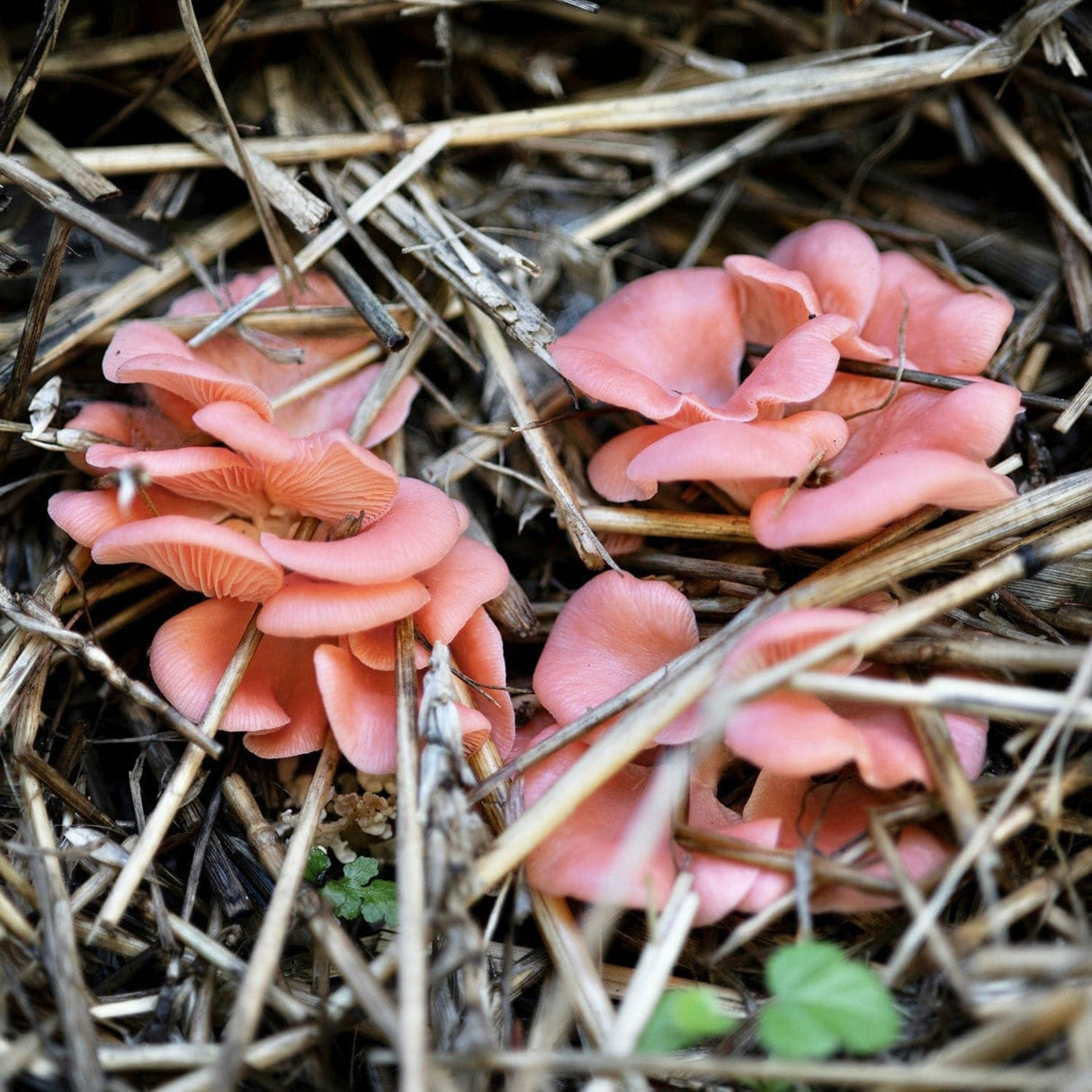Organic Pink Oyster Mushroom Sawdust Spawn