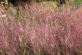 100 RUBY SILK LOVEGRASS Ornamental Love Grass Eragrostis Tef Seeds