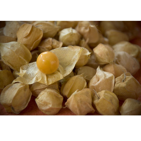 Pineapple (Ground Cherry) Tomatillo Seeds (Organic)