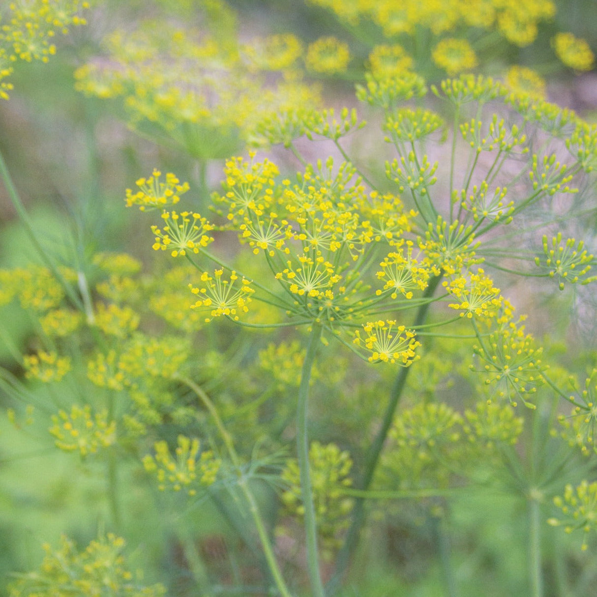 Mammoth Long Island Dill