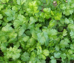 Coriander Cilantro