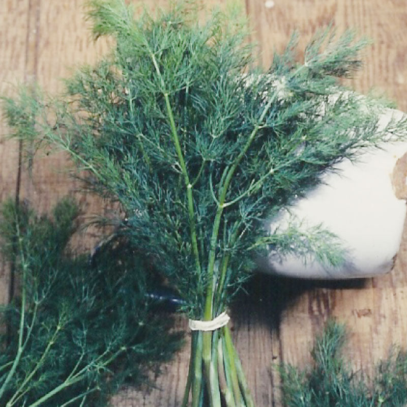 Mammoth Dill