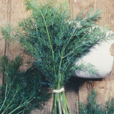 Mammoth Dill