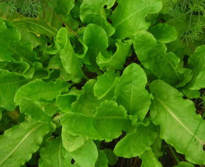 Sorrel, Garden