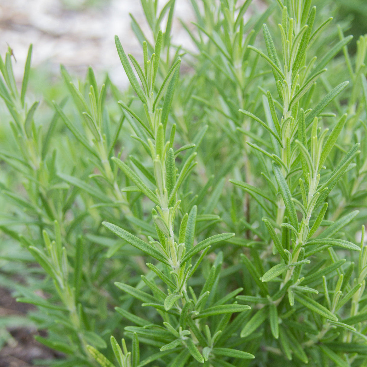 Rosemary