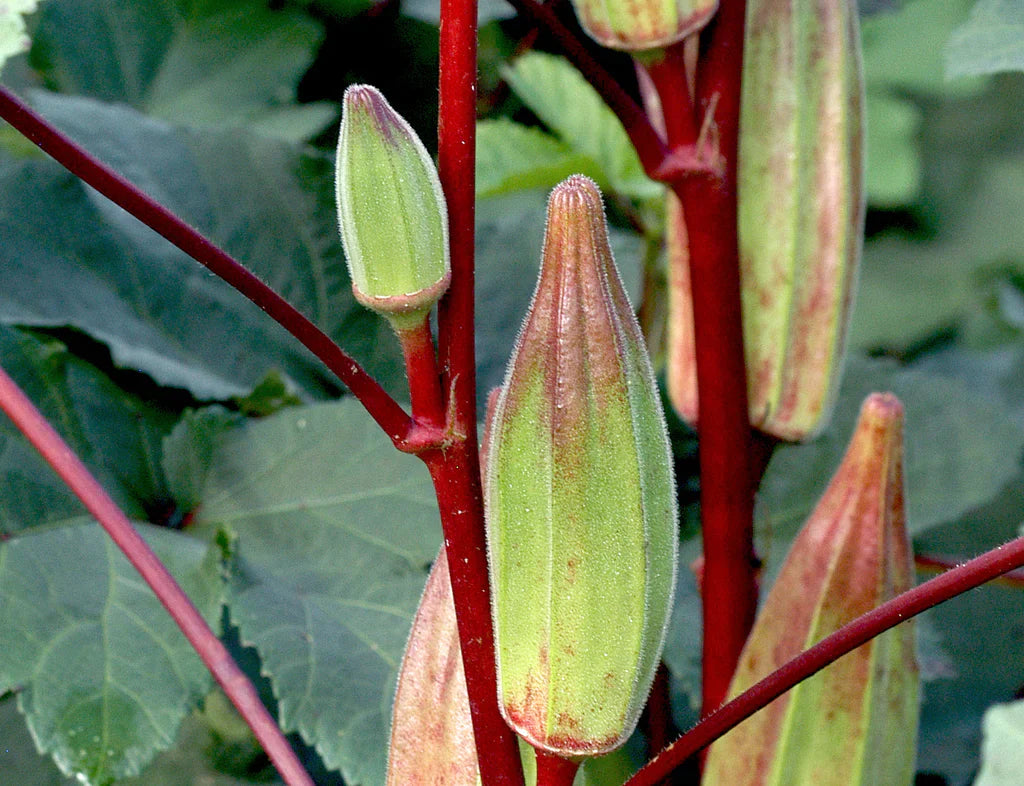 Hill Country Heirloom Red Okra