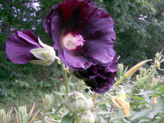 Black Hollyhocks