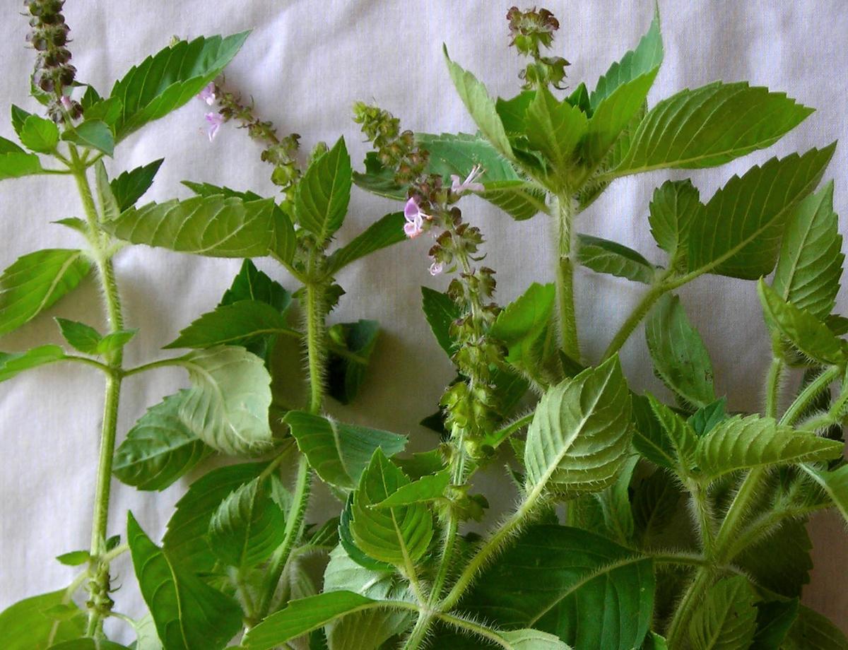 Kapoor Tulsi (Holy Basil)