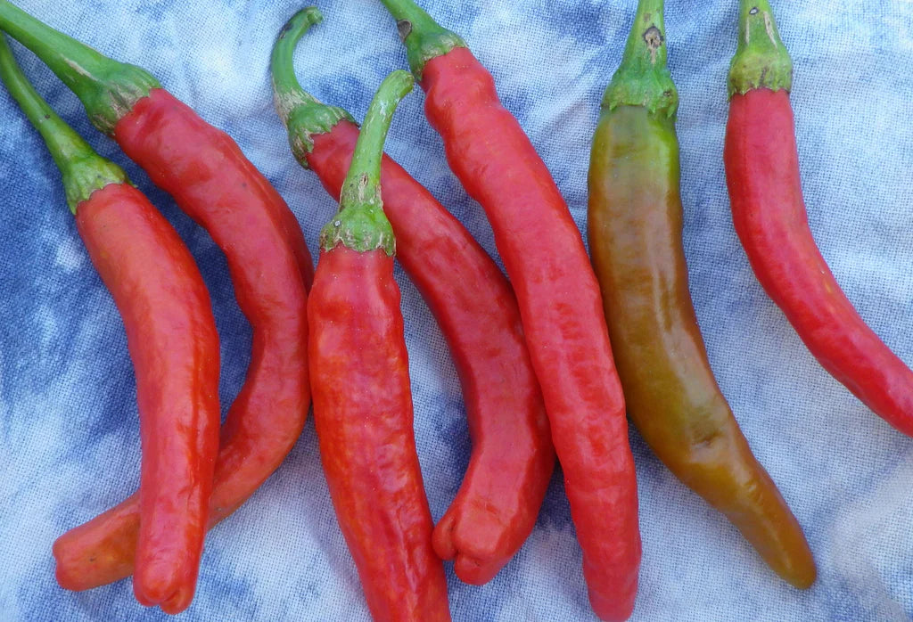 Cayenne Carolina Peppers