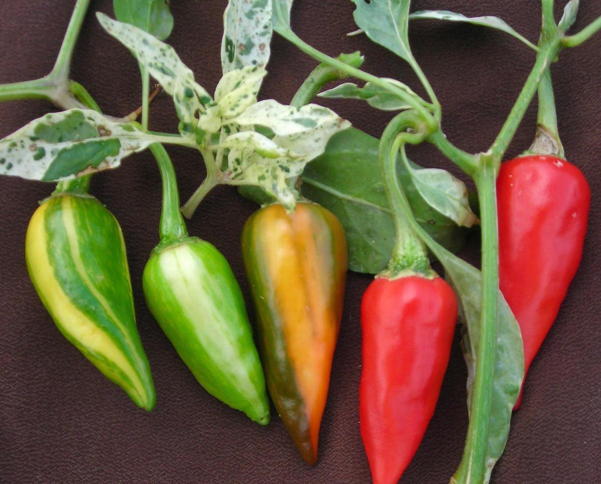 Fish Hot Pepper