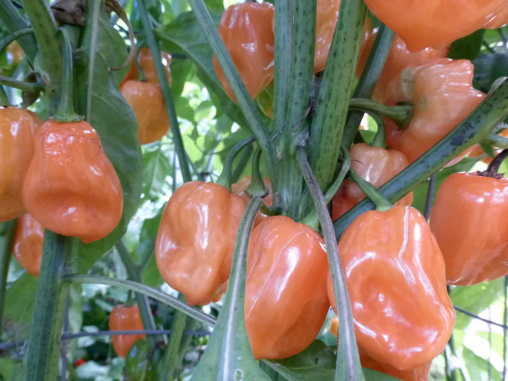 Habanero Pepper