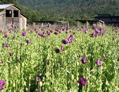 Breadseed Hungarian Blue Poppy