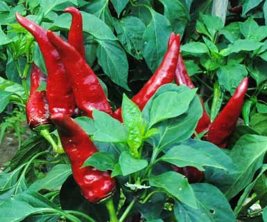 Hungarian Paprika Pepper