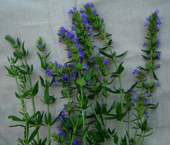 Hyssop