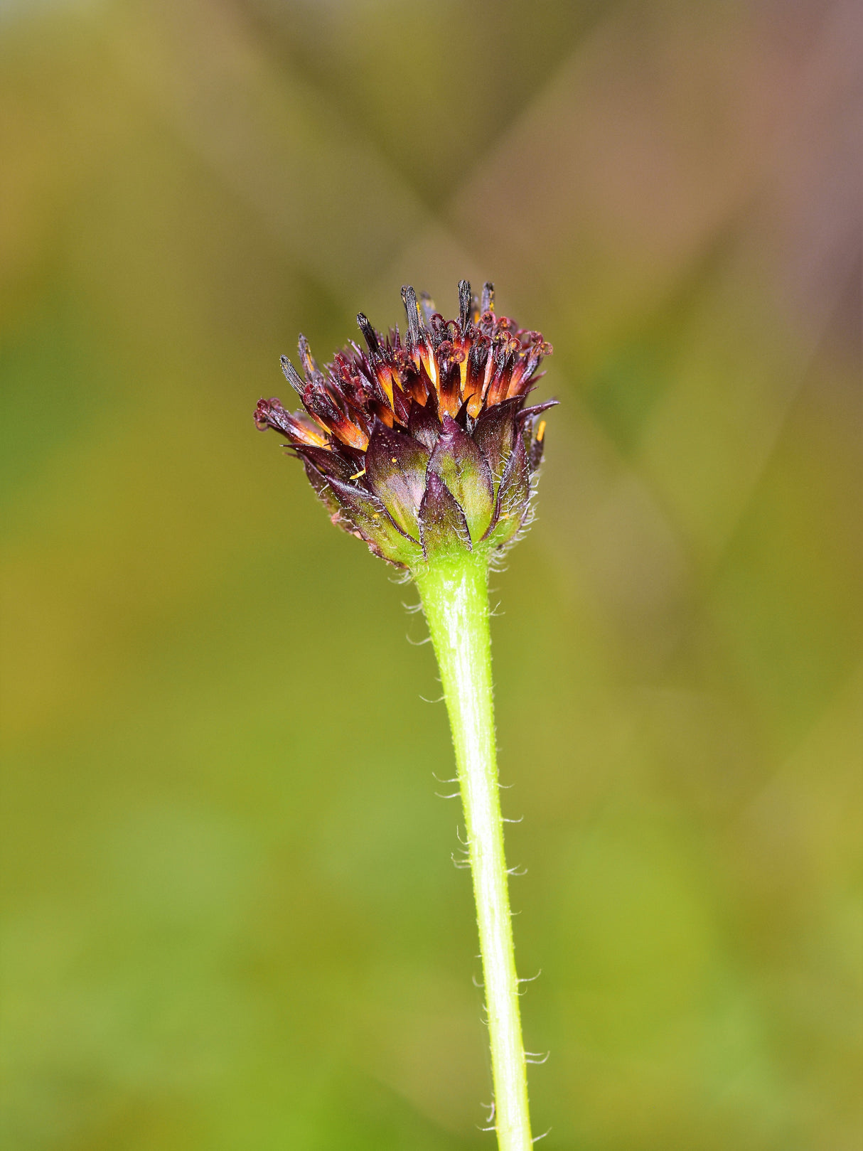 50 RAYLESS SUNFLOWER Helianthus Radula aka Pineland or Stiff Sunflower US Native Yellow Purple Brown Flower Seeds