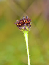50 RAYLESS SUNFLOWER Helianthus Radula aka Pineland or Stiff Sunflower US Native Yellow Purple Brown Flower Seeds