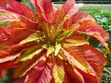 100 ILLUMINATION AMARANTHUS Tricolor ( Summer Poinsettia / Vegetable Amaranth ) Flower Seeds