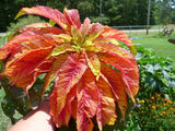 100 ILLUMINATION AMARANTHUS Tricolor ( Summer Poinsettia / Vegetable Amaranth ) Flower Seeds