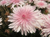 25 PINK HAWKSBEARD Crepis Rubra Flower Seeds Everlasting Daisy Two Tone Double