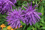 30 VIOLET Purple NEEDLE ASTER Callistephus Chinensis Unicom Flower Seeds