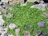 1g 27,500 BULK CORSICAN MINT Mentha Requienii Fragrant Hern Ground Cover Flower 1 Gram Seeds