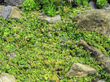 1g 27,500 BULK CORSICAN MINT Mentha Requienii Fragrant Hern Ground Cover Flower 1 Gram Seeds